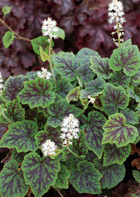 Tiarella 'Appalachian Trail'